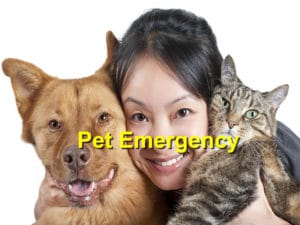 Read more about the article What to Do In Case of a Pet Emergency
