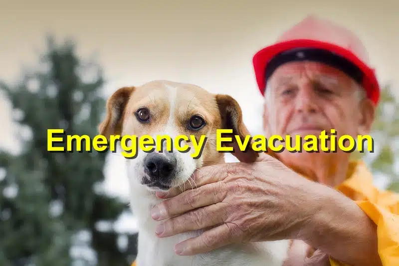 You are currently viewing Emergency Evacuation Plan for Pets: Be Prepared for Natural Disasters