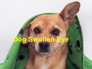 Read more about the article Help! My Dog Has a Swollen Eye
