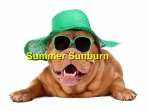 Read more about the article Summer Pet Care: Protecting Your Pet from Sunburn