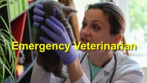 Read more about the article The Benefits of Hiring a Board-Certified Emergency Veterinarian