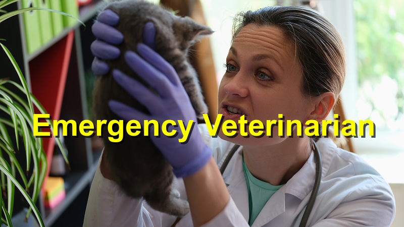 The Benefits of Hiring a Board-Certified Emergency Veterinarian