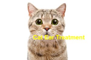 Read more about the article Four Major Steps in Treating Ear Infections in Cats