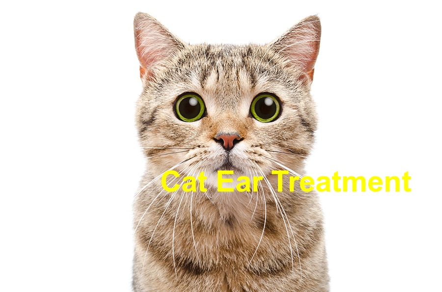 You are currently viewing Four Major Steps in Treating Ear Infections in Cats