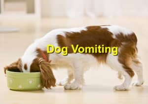 Read more about the article Dog Vomiting: Crucial Things to be Critically Aware of