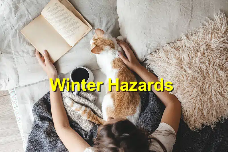 Read more about the article Winter Hazards: Protecting Your Pet from Cold Weather Dangers