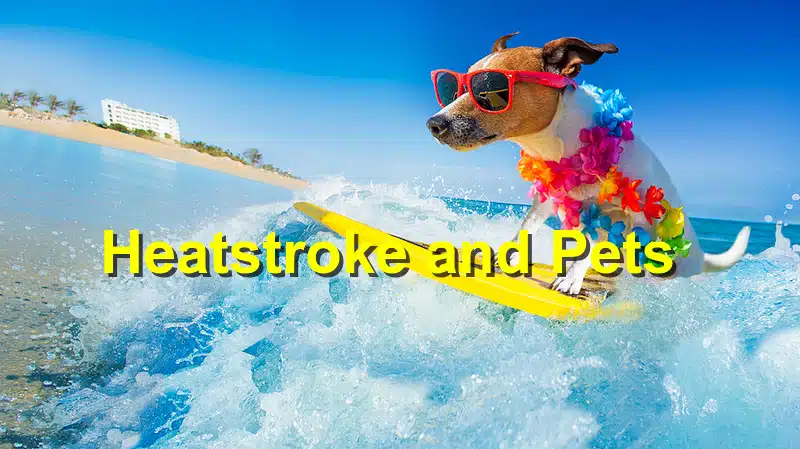 Read more about the article Heatstroke Awareness: Protecting Your Pet in the Summer Heat