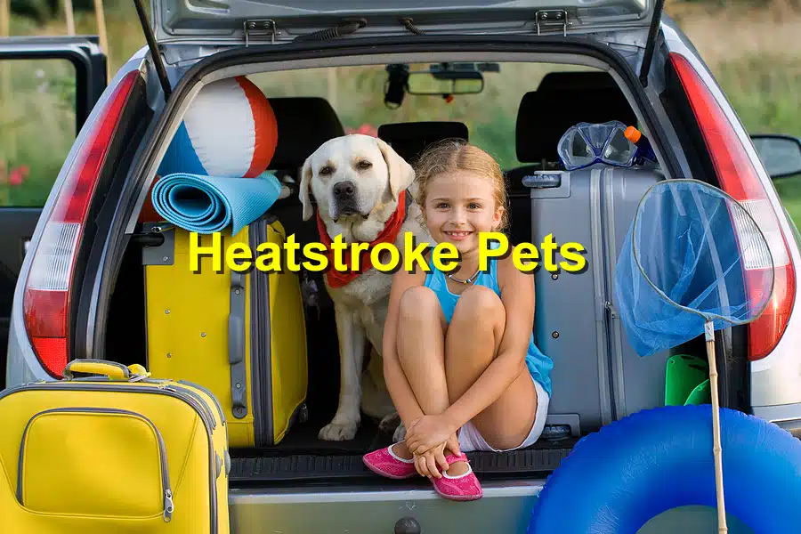 Read more about the article Summer Safety Tips for Your Pet: Heatstroke Prevention