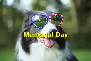 Read more about the article Memorial Day Pet Safety: Protecting Your Pets This Holiday