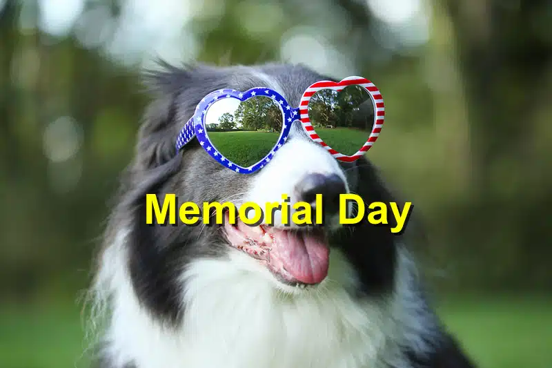 Read more about the article Memorial Day Pet Safety: Protecting Your Pets This Holiday