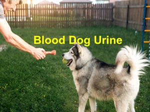 Read more about the article Help! Blood in My Dog’s Urine ￼
