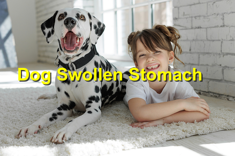 Why Does My Dog Have A Swollen Stomach Emergency Animal Care Braselton