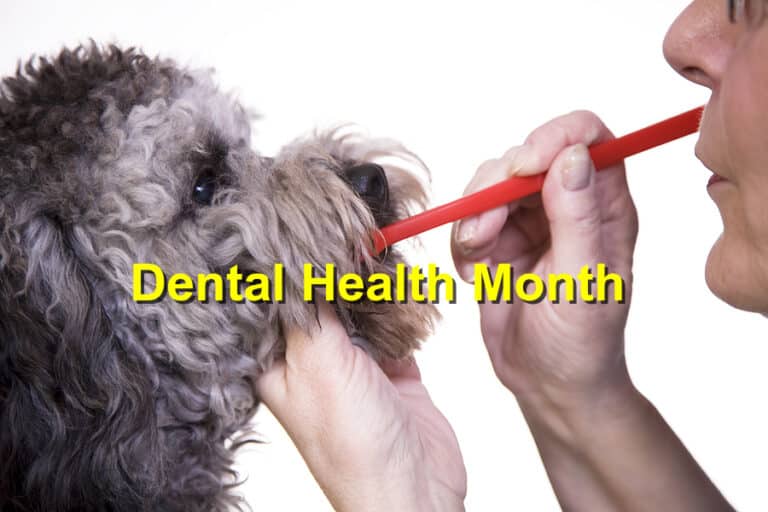 Dental Health Month Importance of Oral Care for Dogs and Cats