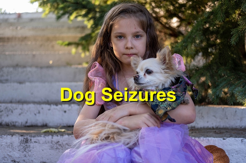 Dog Seizures: Things You Ought to Know