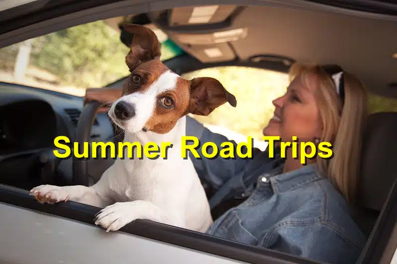 Read more about the article Summer Travel Tips: How to Keep Your Pets Safe on Road Trips