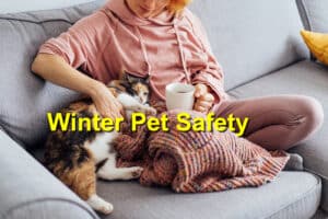 Read more about the article Keeping Your Pet Safe This Winter