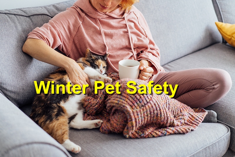 You are currently viewing Keeping Your Pet Safe This Winter