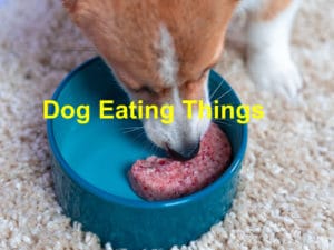 Read more about the article Beware! Dog Eating Things That Justify an Emergency￼