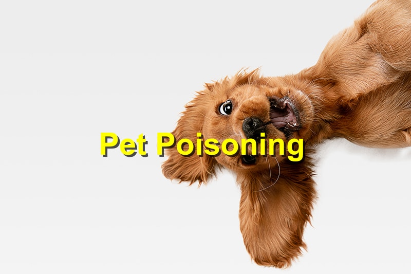 Pet Poisoning: What You Need to Know and How to Respond