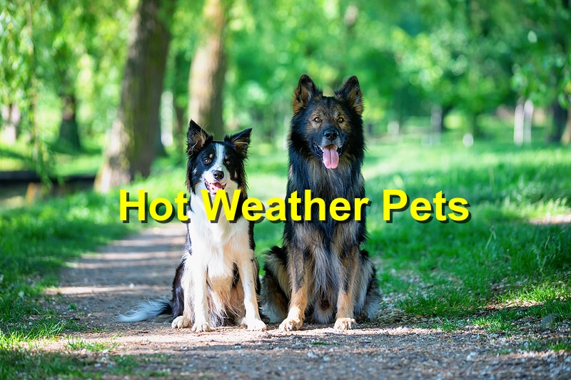 You are currently viewing How to Care for Your Pet(s) in These Hot Months