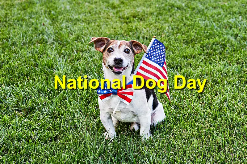 You are currently viewing National Dog Day: Honoring Man’s Best Friend