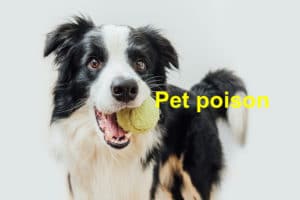 Read more about the article Learn the Basics of Pet Poison