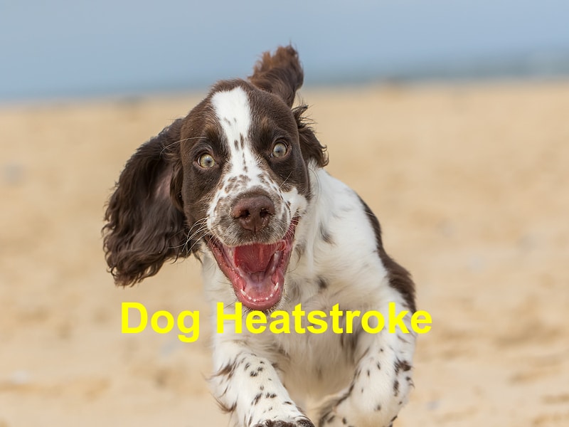 Read more about the article What You Should Know About Heatstroke
