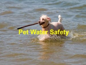 Read more about the article How to Ensure Your Pet is Safe Around Water