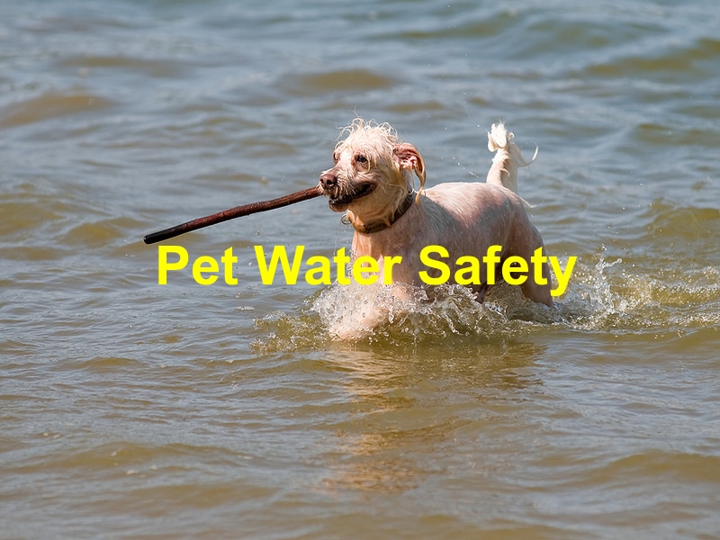 You are currently viewing How to Ensure Your Pet is Safe Around Water