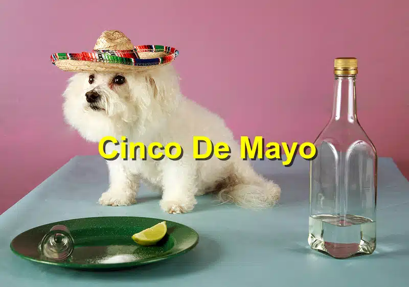 Read more about the article Cinco de Mayo: Keeping Your Pet Safe from Alcohol and Toxic Foods