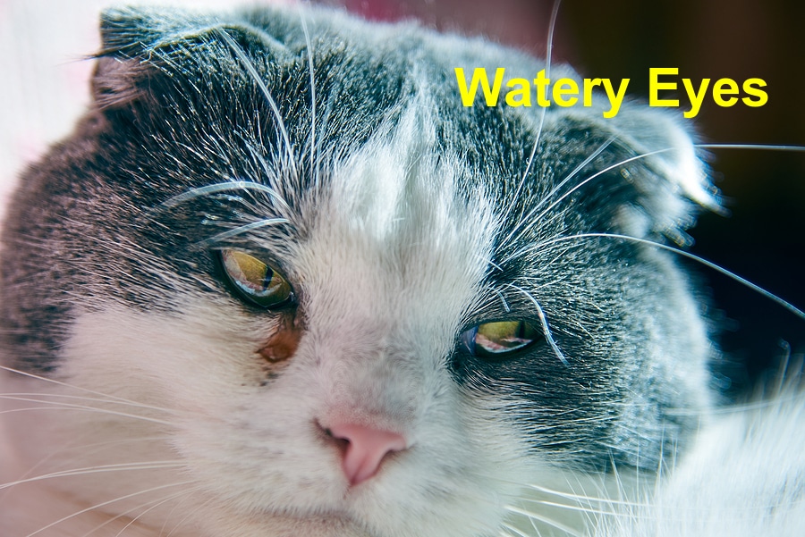 You are currently viewing What Causes Watery Eyes in your Cat?