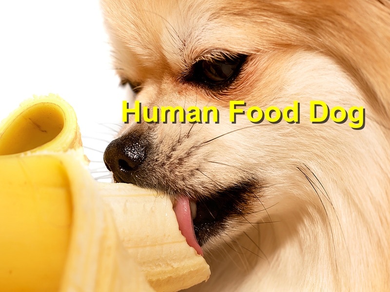 Attention! Human Foods Your Dog Should Not Eat￼