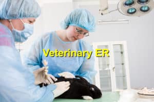 Read more about the article Reasons to Visit the Veterinary Emergency Room
