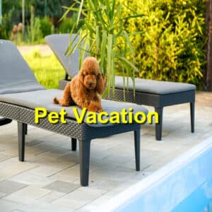 Read more about the article Top Pet-Friendly Vacation Destinations to Explore this Summer