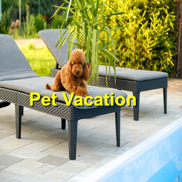 You are currently viewing Top Pet-Friendly Vacation Destinations to Explore this Summer