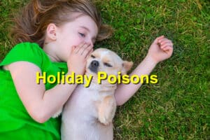 Holiday Poisons