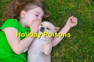 Holiday Poisons