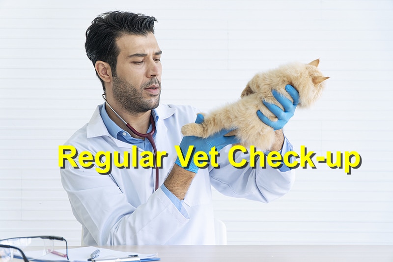Read more about the article The Importance of Regular Vet Check-Ups for Your Pet