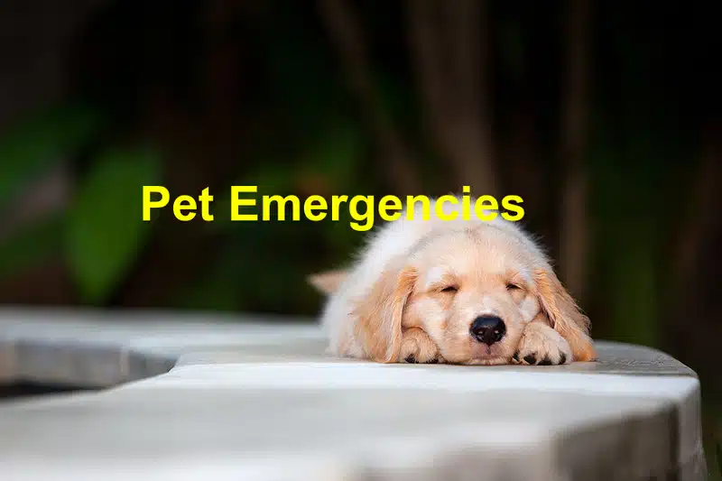 You are currently viewing How to Handle Pet Emergencies When You’re Away on Vacation