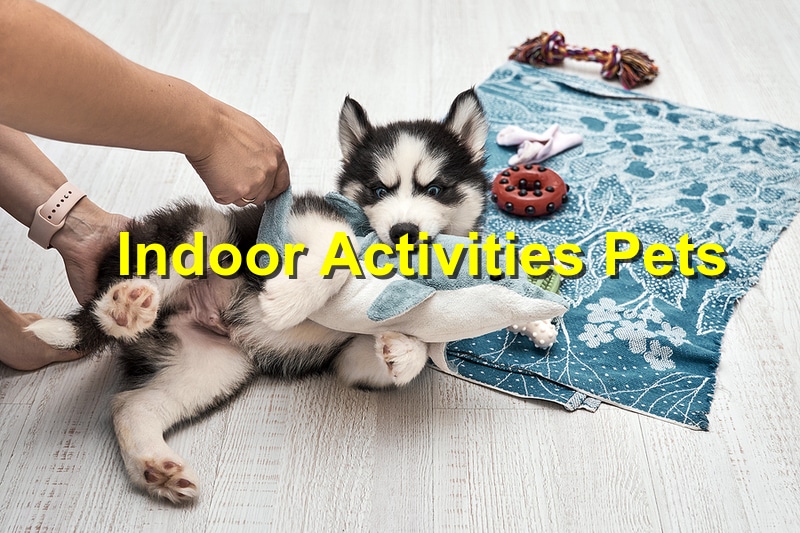The Top Indoor Activities for Your Pet in 2023