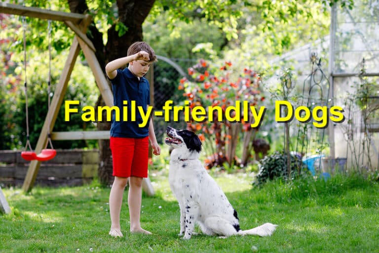 Top Dog Breeds Perfect for Families Emergency Animal Care Braselton