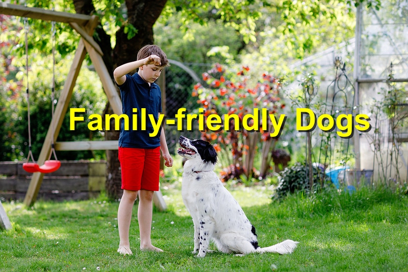 Read more about the article Top Dog Breeds Perfect for Families