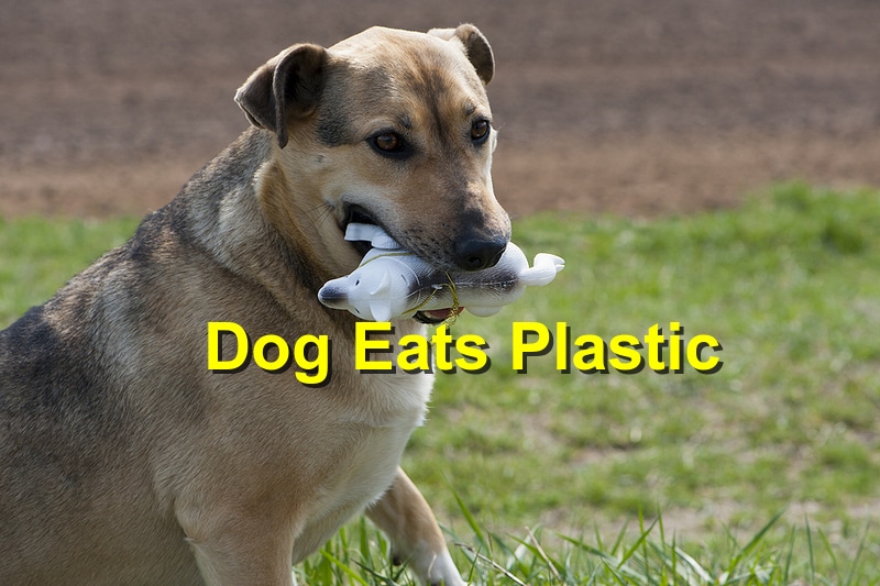 You are currently viewing What to Do When Your Dog Eats Plastic