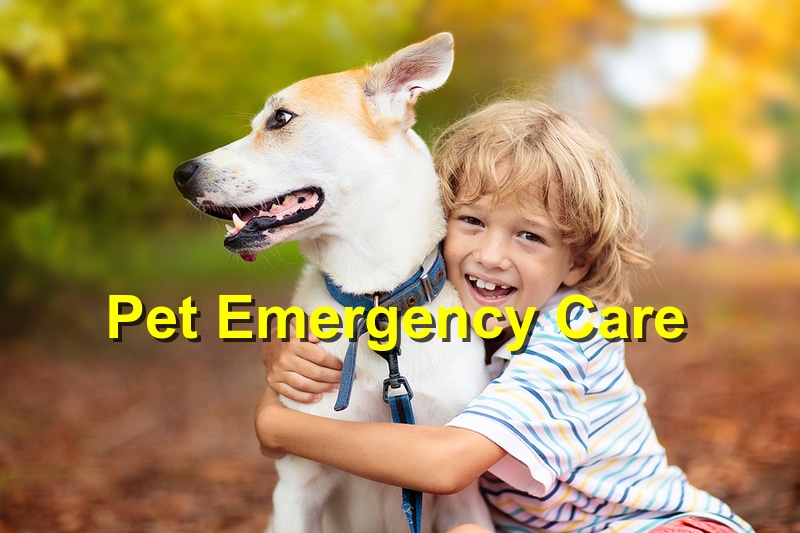 You are currently viewing The Role of Pet Emergency Care in Your Community’s Health and Wellness