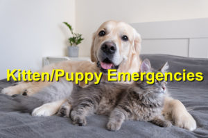 Read more about the article Kitten and Puppy Emergencies That You Should be Aware of