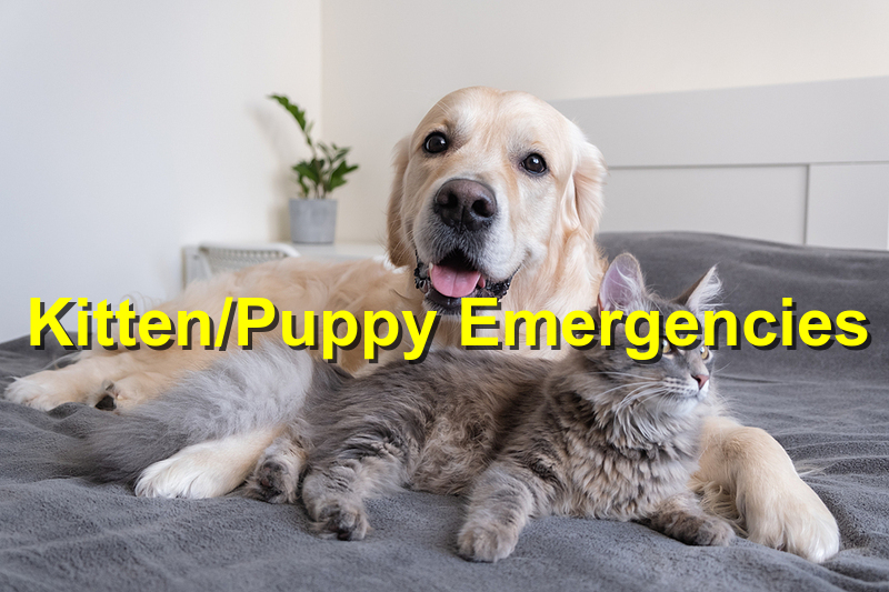 You are currently viewing Kitten and Puppy Emergencies That You Should be Aware of