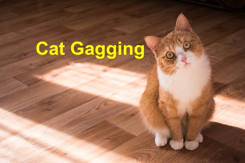 Read more about the article Cat Gagging￼