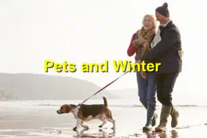 pets and winter