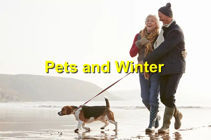 Read more about the article Winterizing Your Pet’s Care: Cold Weather Tips for a Happy and Healthy Season