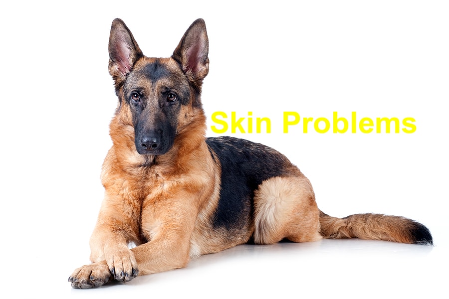 You are currently viewing A Collection of Common Skin Problems that Afflict Dogs